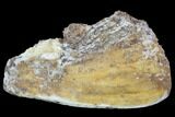 Agatized Fossil Coral Geode - Florida #90214-1
